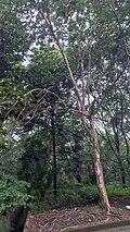 Philippine teak