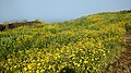 Senecio bombayensis---Sonki