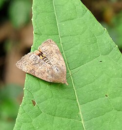 Teak defoliator in Kerala
