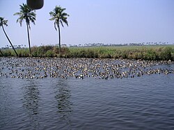 Ducks in the lake