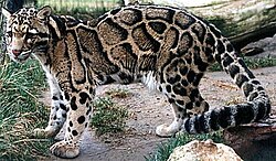 Animal of Meghalaya Praant (Hindustan)