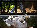 Swan