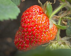 State Fruit of the Kingdom of Denmark