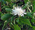Flower of Burundian State