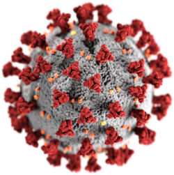 SARS-CoV-2 without background.png