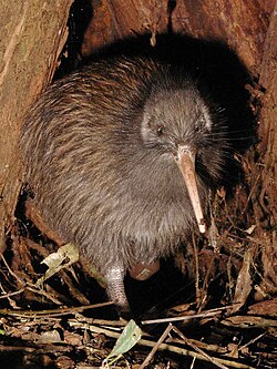 State Bird of Aotearoa