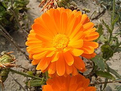Calendula officinalis 03-09-2005 15.32.56.JPG