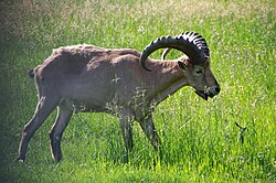Animal of Caucasus State