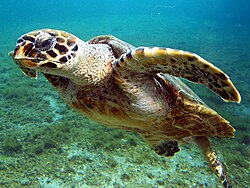 A Hawksbill sea turtle