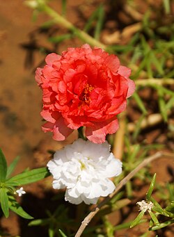 State Flower of Burkina Faso