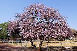 Tree of Bihar Praant (Hindustan)