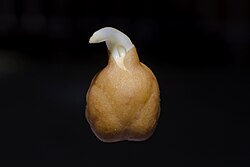 Sprouted chickpea