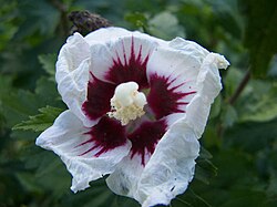 Flower of RSK Region