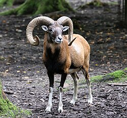 State Animal of Greece