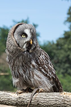 State Bird of Prey of Mesopelagia