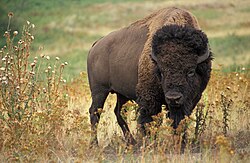 State Animal of the United States