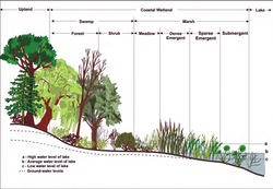 Coastal marsh profile.png