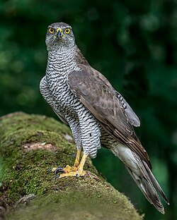 Bird of Doab (Hindustan)