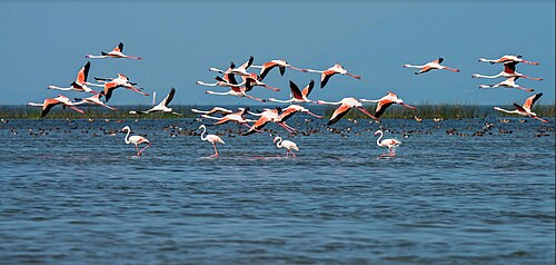 Migratory birds at Chilika Lake