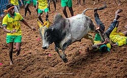 Jallikattu.game madurai.jpg