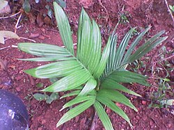 An Areca nut Dwarf variety sapling from the Indian state of Kerala.