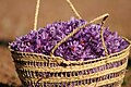 Saffron Flowers