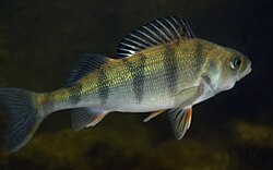 State Fish of the Finnish Republic