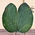 Leaf in Kolkata