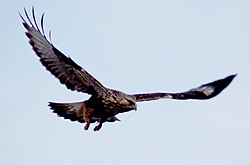 State Bird of The Czechia