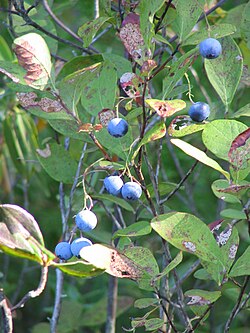 American National Fruit