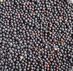 Roasted canola seeds