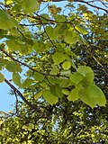 Leaves