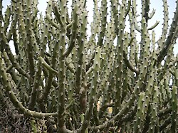 Plant of Rajputana Praant (Hindustan)