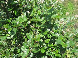 Tree of Naga Praant (Hindustan)