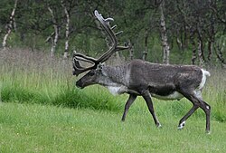 State Animal of the Norwegian Kingdom