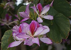 Flower of Bihar Praant (Hindustan)