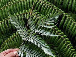 State Leaf of Aotearoa