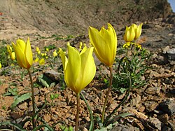 Flower of Balochistan (Pakistan)