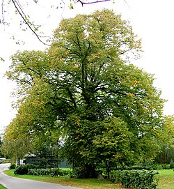 State Tree of Czechoslovakia