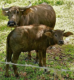State Animal of The Philippines