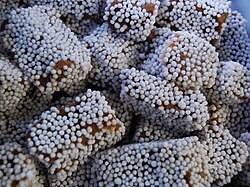 Fruit of Uttaranchal Praant (Hindustan)