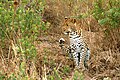 Animal of Rwandan State
