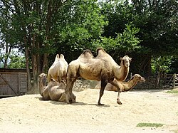 State Animal of East Türkestan