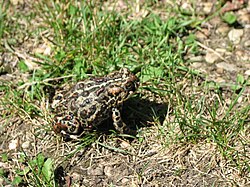 State Amphibian of Mesopelagia