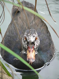 Bird of Assam Praant (Hindustan)