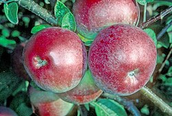 State Fruit of Mesopelagia