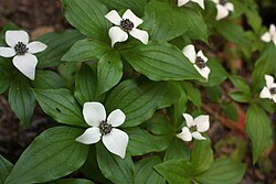 State Flower of Mesopelagia