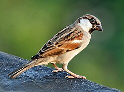 Bird of Bihar Praant (Hindustan)