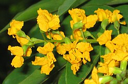 State Flower of Burma