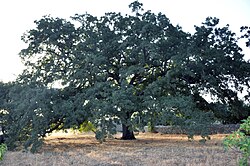 State Tree of Jordan